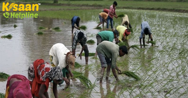 खरीफ बुवाई प्रगति संतुष्टि अब तक कुल प्रति एकड़ 1015.58 हे.